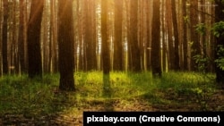 Ilustrativna fotografija