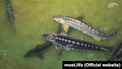 În Europa se poate consuma doar carne de sturion și icre negre de la exemplare crescute în captivitate, în ferme de acvacultură.