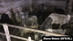 Жители коммуны, где реабилитацию проходят люди с наркотической и алкогольной зависимостью, разводят хозяйство, выращивают скот. Карагандинская область, февраль 2019 года.