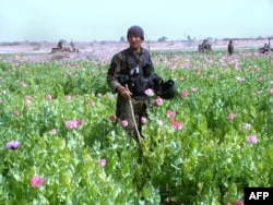 File photo of a policeman destroying a poppy field in the Nad-e Ali district of Helmand province.