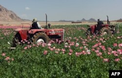 Uništavanje nelegalnog polja opijumskog maka kod Kandahara, april 2017.