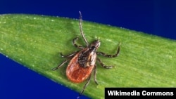 Căpușele se ascund, cel mai des, în vegetație.