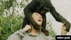 Джейн Гудолл с шимпанзе