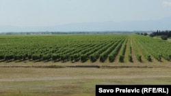 Vreshtat e kompanisë Pllantazhe - fotografi arkivi