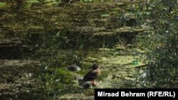 Hutovo blato, foto: Mirsad Behram