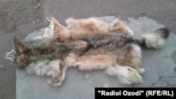 Пӯсти як гурги шикоршуда. Акс аз бойгонӣ