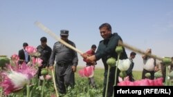 د کوکنارو د اړولو کمپاین