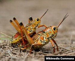 Lloji i karkalecit që nuk është miratuar për përdorim.