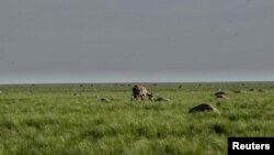 Сайга с детёнышем пасется рядом с сотнями туш погибших животных недалеко от села Жолоба Костанайской области. 20 мая 2015 года.