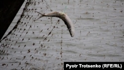 Рыба в сети. Атырау, 8 ноября 2017 года.