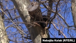 Platani, foto: Nebojša Kolak