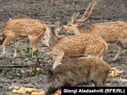 ჭიაურის სამონადირეო მეურნეობა