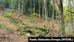 Исечени дрвја на Шар Планина.