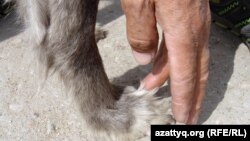 Әлижан Нұртуғанов қазақы тазының ерекшеліктерін көрсетіп тұр. Ақтөбе, 25 сәуір 2012 жыл.