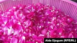 Latice đulbešećer ruže