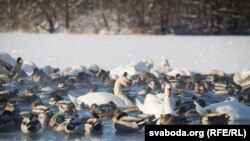 Zbog zaleđenog Dunava, Save, Tise i Velike Morave, trenutno je ugroženo oko 350.000 ptica