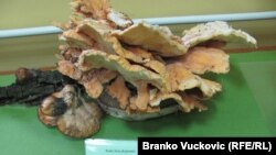 Sa izložbe gljiva u Kragujevcu, foto: Branko Vučković