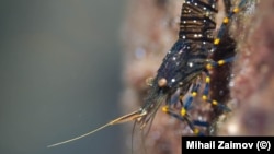 Една от фотографиите на живите организми в Черно море, част от изложбата "Черноморски портрети" на Михаил Заимов