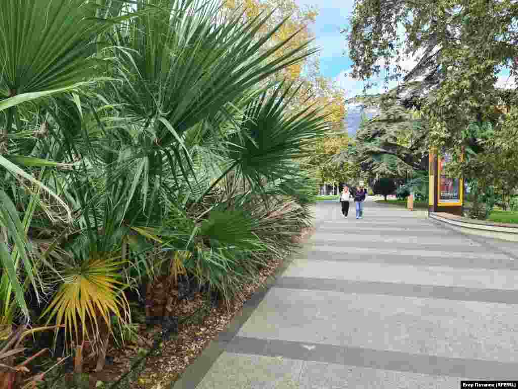 В Ялте самые шикарные пальмы в Крыму