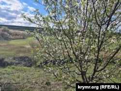 Цветение алычи. Белогорск, Крым, октябрь 2025