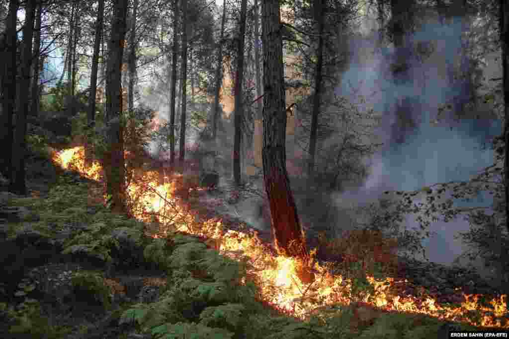 Pogled na plamen koji spaljuje drveće u ruralnom području okruga Marmaris u Mugli, Turska, 31. jula 2021.