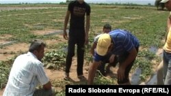 Архивска фотографија.