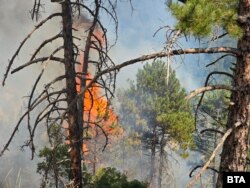Дървета горят в планината над Илинденци на 28 юли 2025 г.