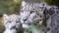 GERMANY -- The snow leopard mum Siri with her cub Barid in their enclosure in the Cologne Zoo, Cologne, Germany, 13 August 2015