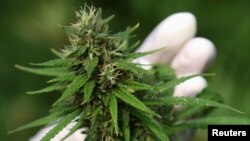 канабис