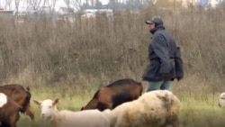 Çfarë mishi hanë kosovarët?