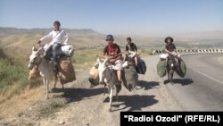 Donkeys are ubiquitous in Tajikistan and are commonly used in rural areas to work fields or to transport produce, firewood, and drinking water. (file photo)