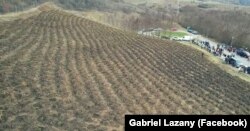 Efectele unei păduri urbane se văd abia în câţiva ani, după ce arborii ajung la maturitate.