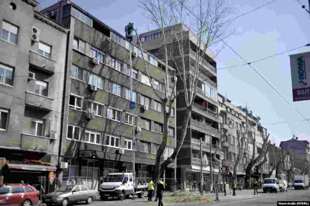 Iz &quot;Zelenila&quot; uveravaju da će stabla ponovo imati krošnje za dve, do tri godine.