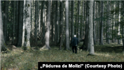 Pădurea de molizi, la trei kilometri de granița României cu Ucraina.