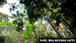 Erdő a Fülöp-szigeteki Palawan-szigeten fekvő El Nido üdülőhely közelében. Egy helyi civilszervezet szerint elképesztő méreteket öltött az illegális fakitermelés.