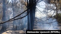 Izgorjelo rastinje na planini Gorici, nadomak glavnog grada Crne Gore Podgorice, nakon požara - 30. juli 2021. 