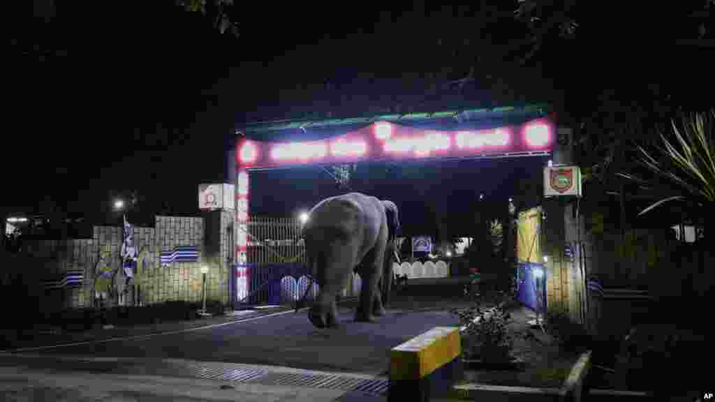 Assamban, ahol több mint 5000 vad ázsiai elefánt él, az elmúlt években számos olyan eset történt, amikor a hatalmas állatok behatoltak a falvakba, tönkretették a termést, sőt embereket is megtámadtak