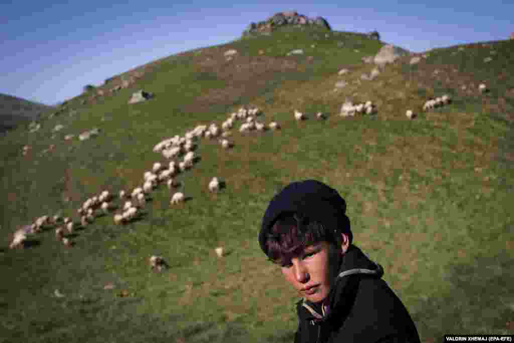 Борјан Баље со стадото овци