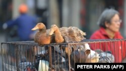 Baromfit árulnak egy sanghaji utcán 2014. január 6-án