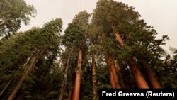 Tűzálló lepellel próbálják védeni a több ezer éves óriás mamutfenyőket