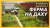 З даху до столу. Як працює ферма на покрівлі у Копенгагені? | Історії з Європи