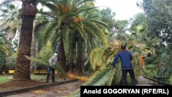 По всей Абхазии начались мероприятия по борьбе с долгоносиком