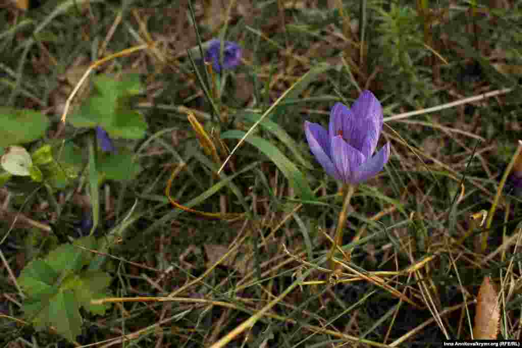 Шафран прекрасный