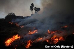 Majoritatea zonei din jurul LA-ului este plină de vegetație joasă și uscată, care ia foc ușor. Însă condițiile de secetă și căldură neobișnuite pentru ianuarie, o consecință a schimbărilor climatice, au făcut ca acestea să fie cele mai distrugătoare incendii din istoria orașului.