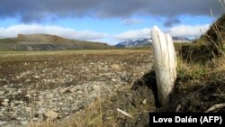 Egy gyapjas mamut agyara áll ki a földből a szibériai Wrangel-szigeten. A fotót a Nature magazin közölte eredetileg.