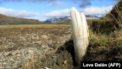 Permafrost covers 95 percent of Yakutia, and as it thaws, it is attracting international researchers eager to study the remains of mammoth and other ancient specimens that the Earth is coughing up.