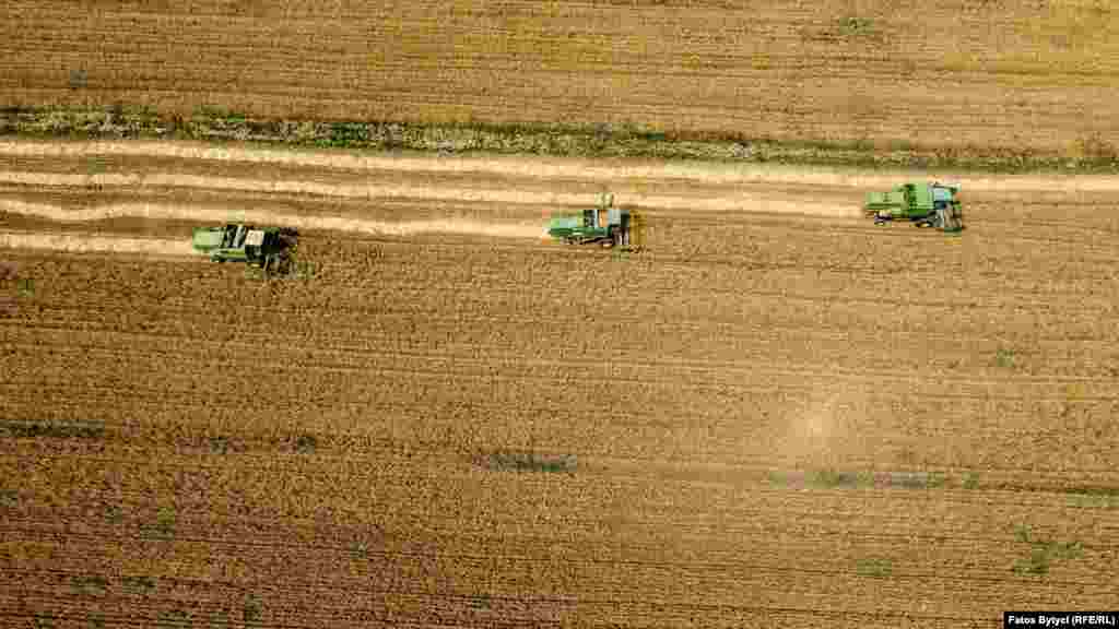 Bujqit, me tri kombajna, korrin grurë. &nbsp; &nbsp;