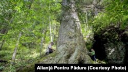 Jela iz šuma Sibiua, stara preko 500 godina