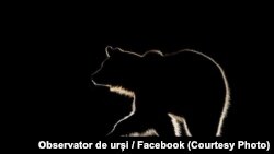 „​Observator de urși" este deschis turiștilor pe tot parcursul anului.