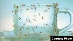 მოთხრობების კრებული "ჭიანჭველები"